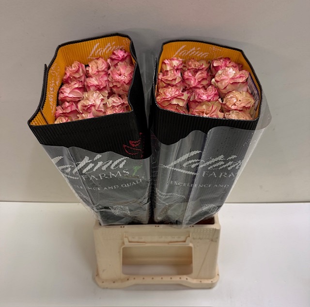 Rosa ec country candy LT.jpg
